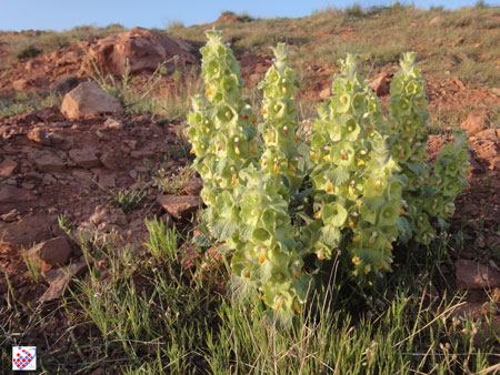 گل  عینالی - ٍ Eynali Flowers